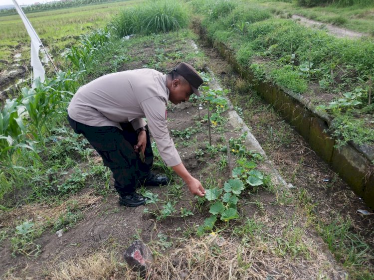 Bhabinkamtibmas Kedondong Tinjau Lahan Jagung untuk Dukung Program Ketahanan Pangan Nasional